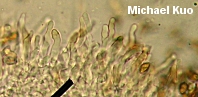 Stropharia aurantiaca