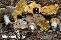 Stropharia hardii