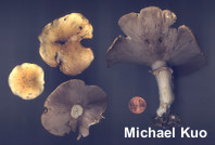 Stropharia hardii