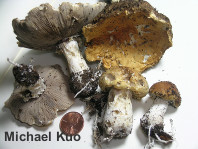 Stropharia hardii