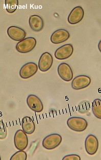 Stropharia hardii