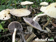 Stropharia riparia