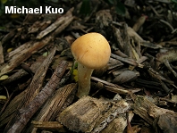 Stropharia riparia