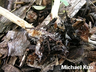 Stropharia riparia