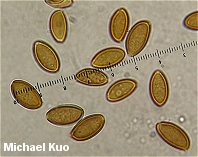 Stropharia riparia