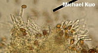 Stropharia riparia
