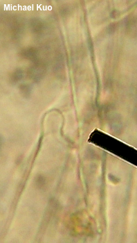 Tricholoma venenatum