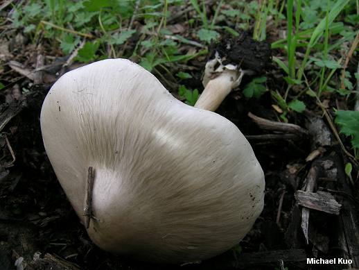 volvaire définition C'est quoi