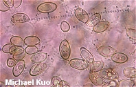 Volvariella speciosa