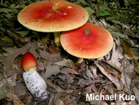Amanita jacksonii