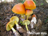 Amanita jacksonii