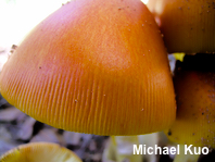 Amanita jacksonii