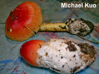 Amanita jacksonii