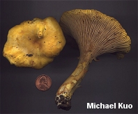 Cantharellus cibarius