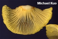 Cantharellus cibarius