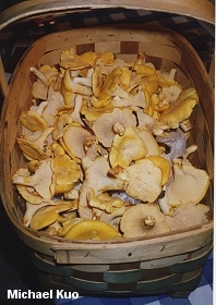 Cantharellus cibarius var. pallidifolius