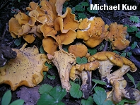 Cantharellus lateritius