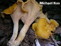 Cantharellus lateritius