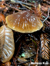 Cortinarius seidliae