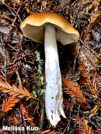 Cortinarius seidliae