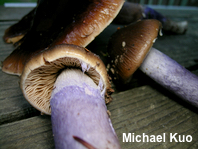 Cortinarius seidliae