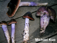 Cortinarius seidliae