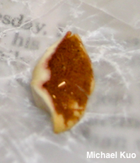 Cystoderma amianthinum