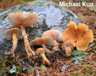 Cystoderma carcharias