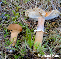 Cystoderma carcharias