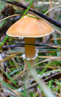 Cystoderma carcharias