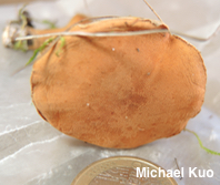 Cystoderma carcharias