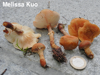 Cystoderma carcharias