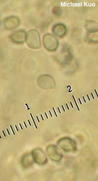 Cystoderma carcharias