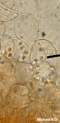 Cystoderma carcharias