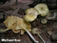 Gerronema strombodes