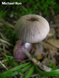 Laccaria amethystina