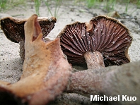 Laccaria trullissata