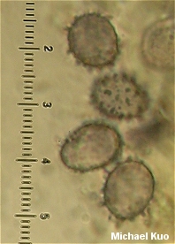 Lactarius deceptivus