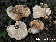 Lactarius psammicola