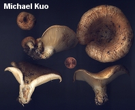 Lactarius psammicola