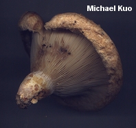 Lactarius psammicola