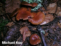 Lactarius rubidus