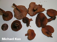 Lactarius rubidus