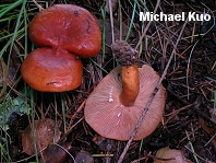 Lactarius subflammeus