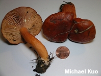 Lactarius subflammeus