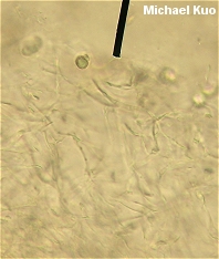 Lactarius subpurpureus