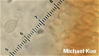 Mycena inclinata