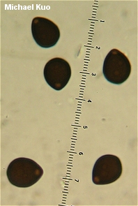 Parasola plicatilis