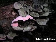 Phlebia incarnata