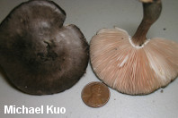 Pluteus atromarginatus